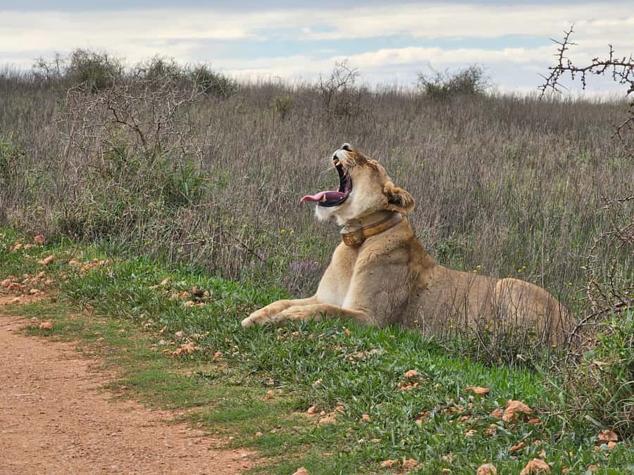 Port Elizabeth: Addo Elephant Park Shore Excursion & Safari - Who will enjoy this day most?