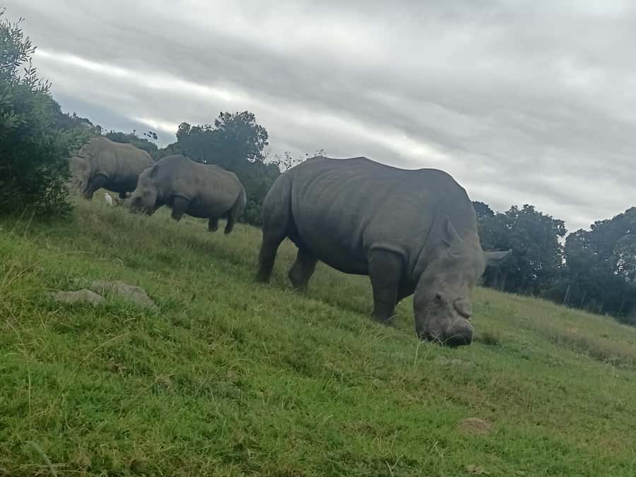 Port Elizabeth: Kragga Kamma Game Park Guided Tour - Key points to know before you book