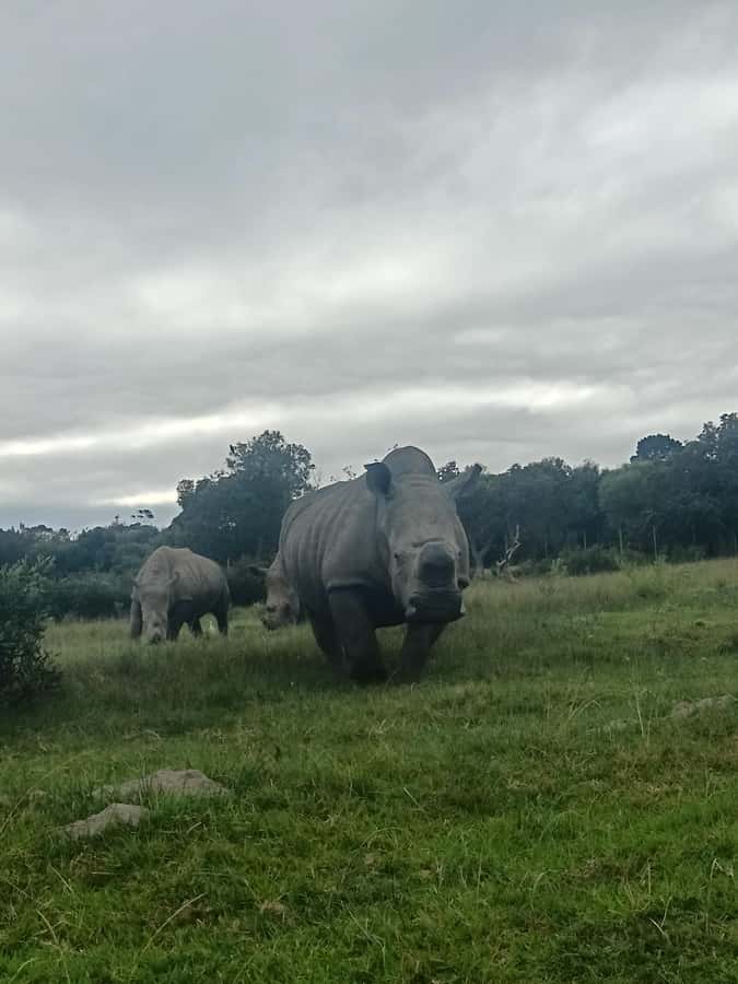 Port Elizabeth: Kragga Kamma Game Park Guided Tour - The guided game drive and closed vehicle