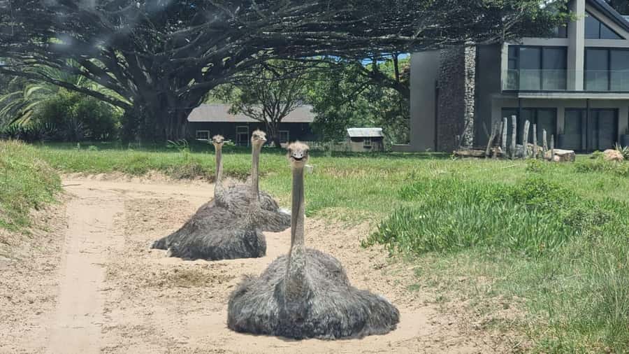 Port Elizabeth: Kragga Kamma Game Park Guided Tour - Scenic views without a full-day commitment