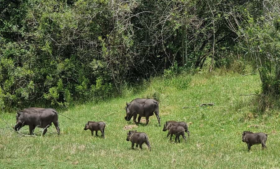 Port Elizabeth: Kragga Kamma Game Park Guided Tour - Lunch and the curio shop after the drive