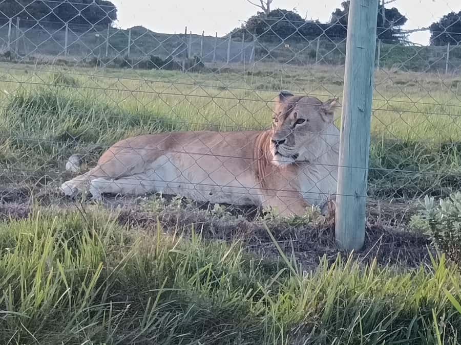 Port Elizabeth: Kragga Kamma Game Park Guided Tour - Is $80 good value?