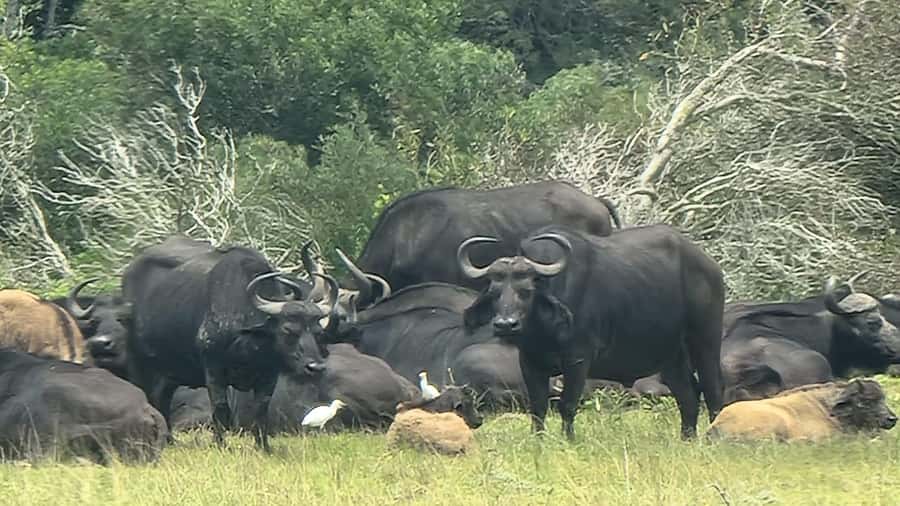 Port Elizabeth: Kragga Kamma Game Park Guided Tour - Who should book this Kragga Kamma outing?