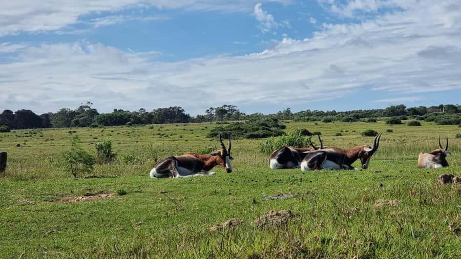 Port Elizabeth: Kragga Kamma Game Park Guided Tour - What 203 hectares means for your safari