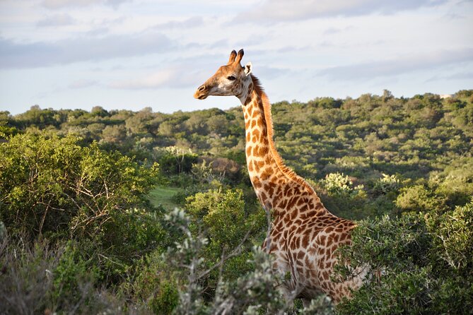 Port Elizabeth Safari and City Tour from Gqeberha - Cape Recife Lighthouse and the Indian Ocean