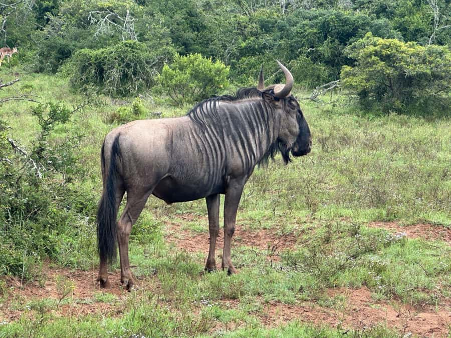 Port Elizabeth: Schotia Game Reserve Safari with Port Pickup - Five hours of searching for animals
