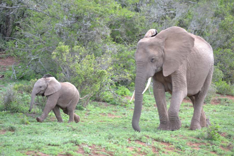 Port Elizabeth: Schotia Game Reserve Safari with Port Pickup - Timing, weather, and the real length of the day