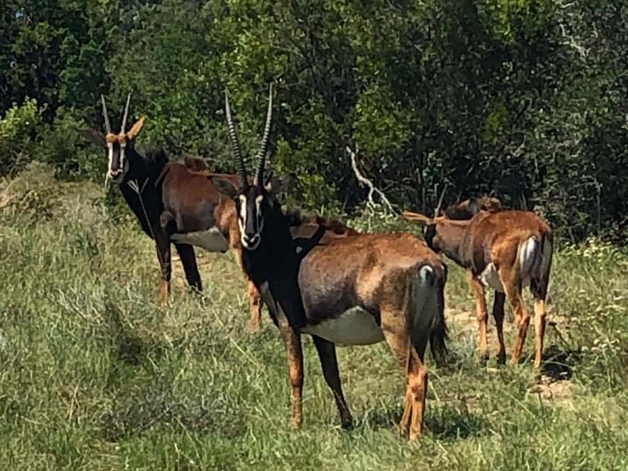 Port Elizabeth: Schotia Game Reserve Safari with Port Pickup - Who will get the most from this safari
