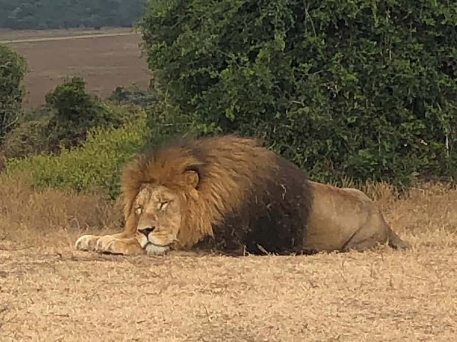 Port Elizabeth: Schotia Game Reserve Safari with Port Pickup - Cancellation, payment, and the single-person charge