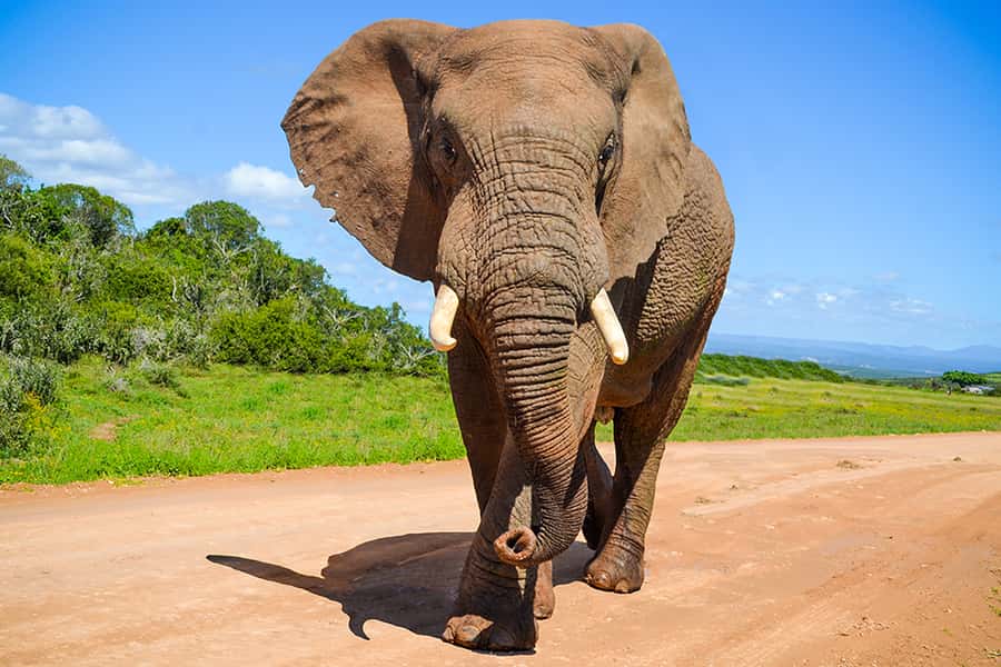 Port Elizabeth: Schotia Game Reserve Safari with Port Pickup - Finding the bus at the harbor
