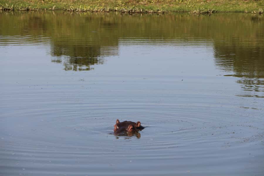 Port Elizabeth: Schotia Private Game Reserve Safari - Why Schotia works well for a short safari
