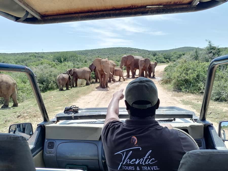 Port Elizabeth: Schotia Private Game Reserve Safari - A short break with drinks and a picnic