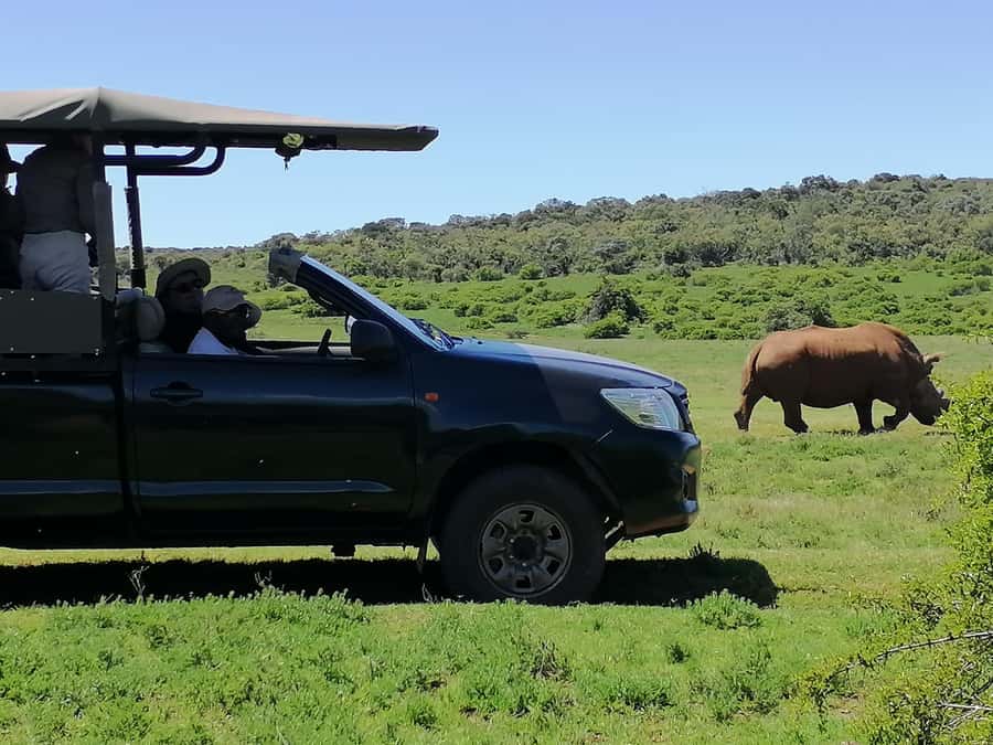 Port Elizabeth: Schotia Private Game Reserve Safari - The conservation story adds meaning