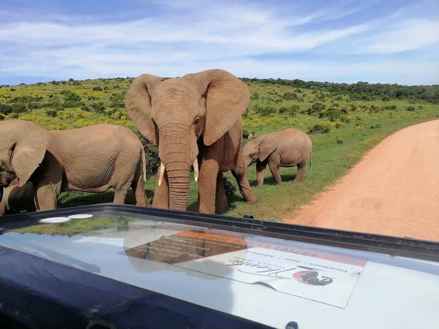 Port Elizabeth: Schotia Private Game Reserve Safari - Is $230 a fair price?