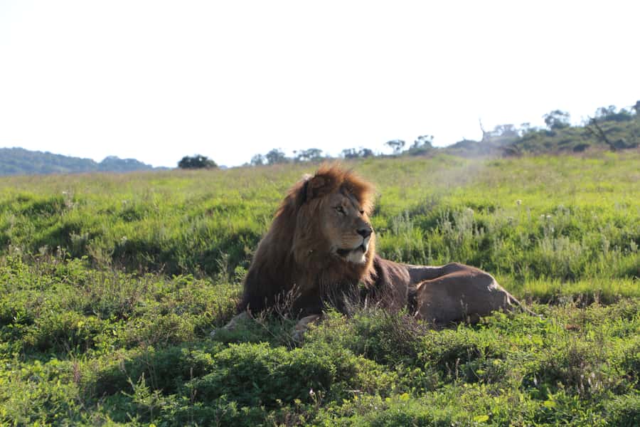 Port Elizabeth: Schotia Private Game Reserve Safari - The open vehicle changes the feel of the drive