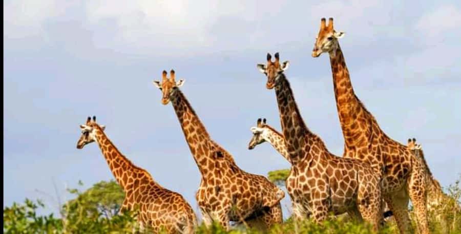 Port Elizabeth: Schotia Safaris Game Reserve Safari - Five hours in Schotia, close to Addo
