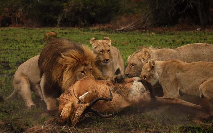 Port Elizabeth: Schotia Safaris Game Reserve Safari - The transfer from Gqeberha to the reserve