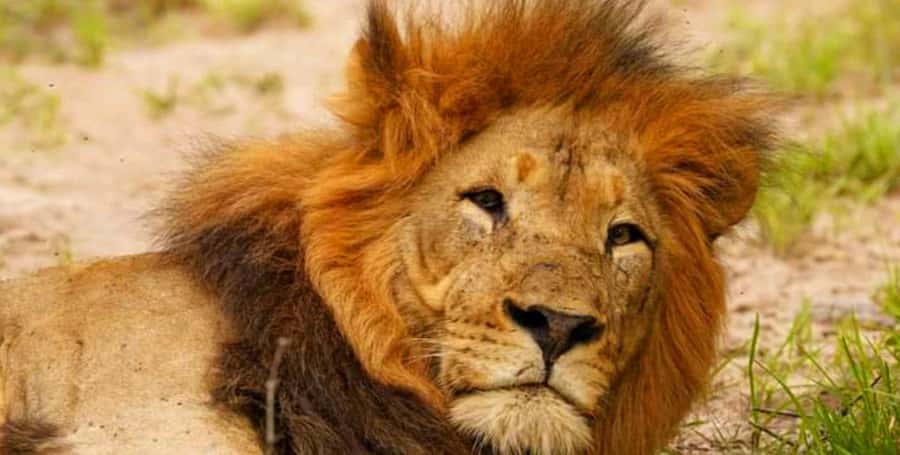 Port Elizabeth: Schotia Safaris Game Reserve Safari - Searching for elephants, rhinos, and buffalo