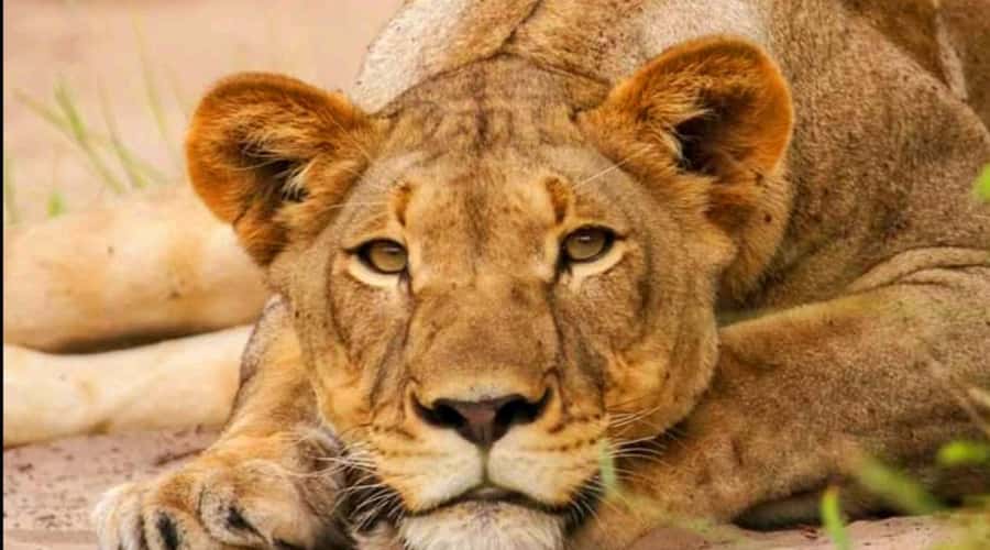Port Elizabeth: Schotia Safaris Game Reserve Safari - The lion and leopard question