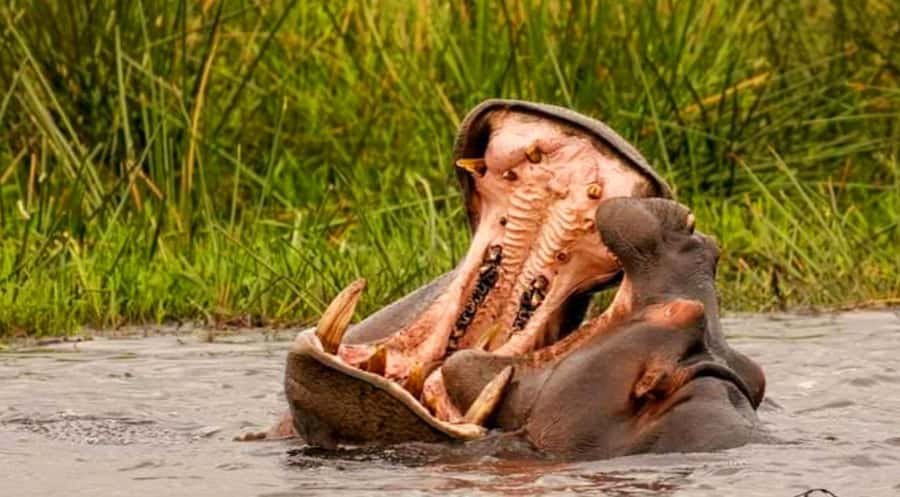 Port Elizabeth: Schotia Safaris Game Reserve Safari - Snacks, water, and the $207 price