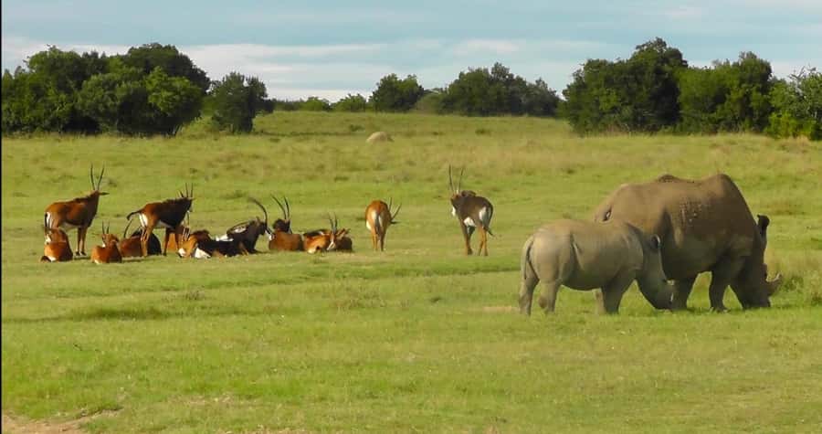 Port Elizabeth: Schotia Safaris Game Reserve Safari - The best time to book