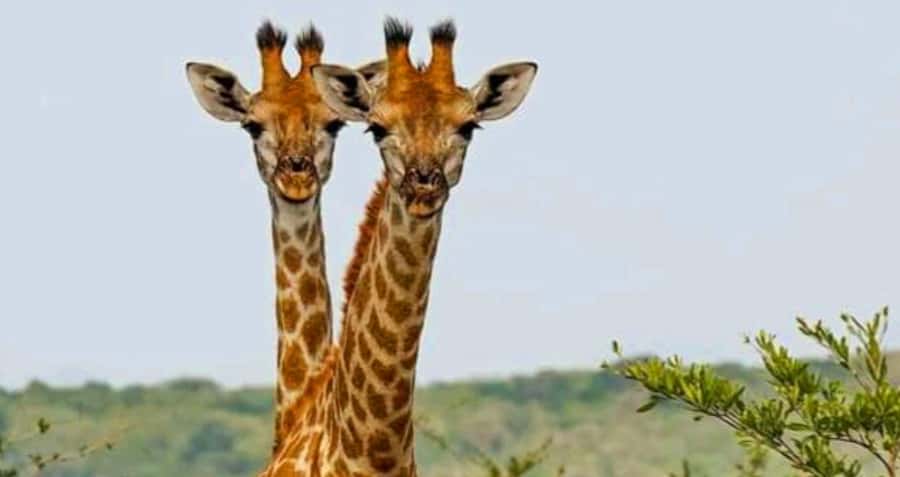 Port Elizabeth: Schotia Safaris Game Reserve Safari - Who will enjoy Schotia most