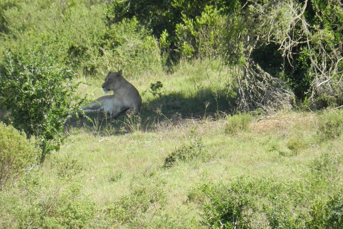 Port Elizabeth Shore Excursion: Addo Elephant Full Day Safari &"Braai"Lunch(BBQ) - From Port Elizabeth to Addo’s Southern Gate