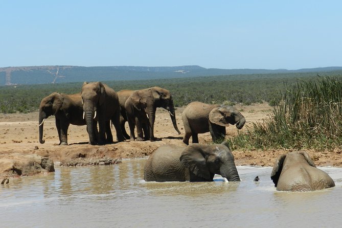 Port Elizabeth Shore Excursion: Addo Elephant Full Day Safari &"Braai"Lunch(BBQ) - What You Might See Along the Park Roads