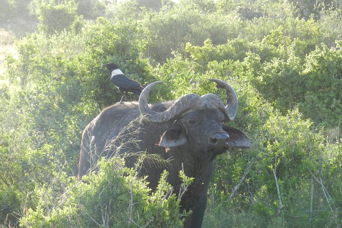 Port Elizabeth Shore Excursion: Addo Elephant Full Day Safari &"Braai"Lunch(BBQ) - Afternoon Drive and the Return to Port