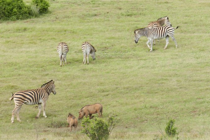 Port Elizabeth Shore Excursion: Addo Elephant Full Day Safari &"Braai"Lunch(BBQ) - How the Guiding Shapes the Experience