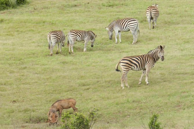 Port Elizabeth Shore Excursion: Addo Elephant Full Day Safari &"Braai"Lunch(BBQ) - Morning Game Drive in a Small 4x4