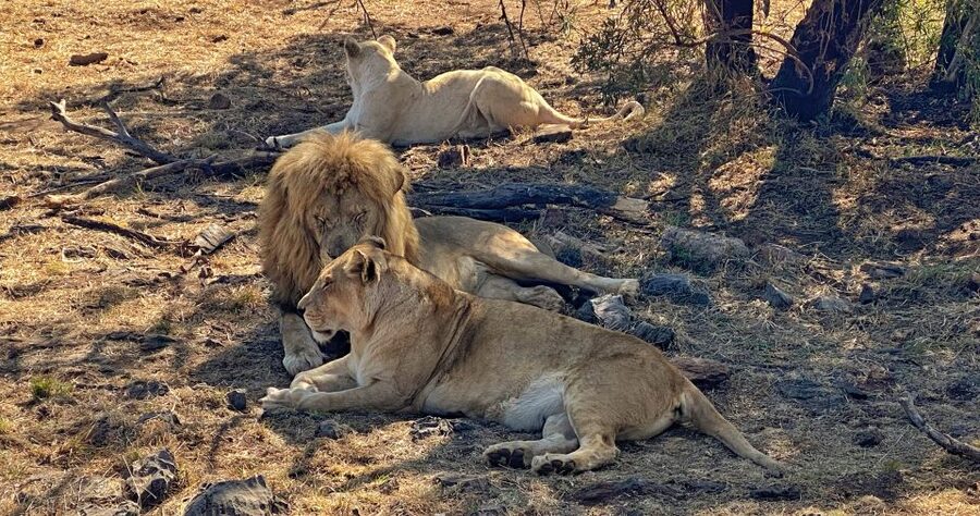 Pretoria: Pretoria City and Lion Park Tour - Union Buildings and Pretoria’s political center