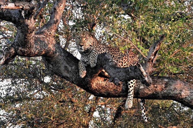 Private 4x4 Safari Tour in Kruger National Park - Why a Private Kruger Safari Changes the Day