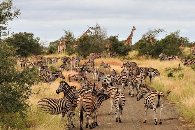 Private 4x4 Safari Tour in Kruger National Park - The Drive from Hoedspruit to Orpen Gate