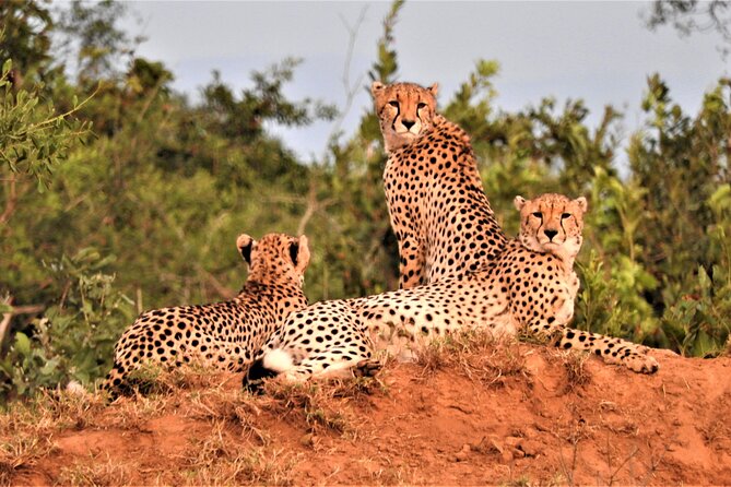 Private 4x4 Safari Tour in Kruger National Park - What You Eat and What You Need to Arrange