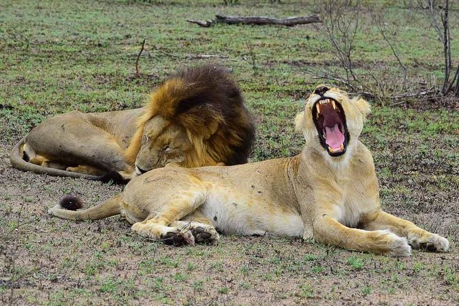 Private 5-Day Overnight Safari In Kruger Park from Skukuza Airport - Key points at a glance