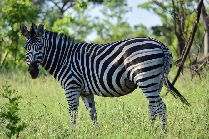Private 5-Day Overnight Safari In Kruger Park from Skukuza Airport - A typical day from coffee to sunset