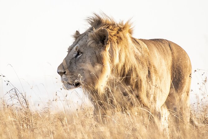 Private 5-Hour Lion Park Tour from Johannesburg or Pretoria - A quick wildlife escape from Johannesburg