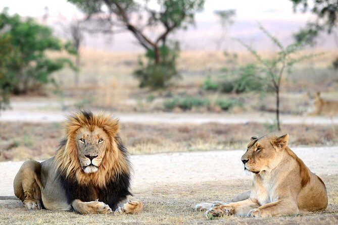 Private 5-Hour Lion Park Tour from Johannesburg or Pretoria - Hotel pickup and the private minivan ride