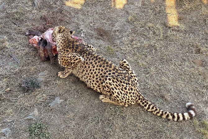 Private 5-Hour Lion Park Tour from Johannesburg or Pretoria - Feeding giraffes, ostriches, and antelope