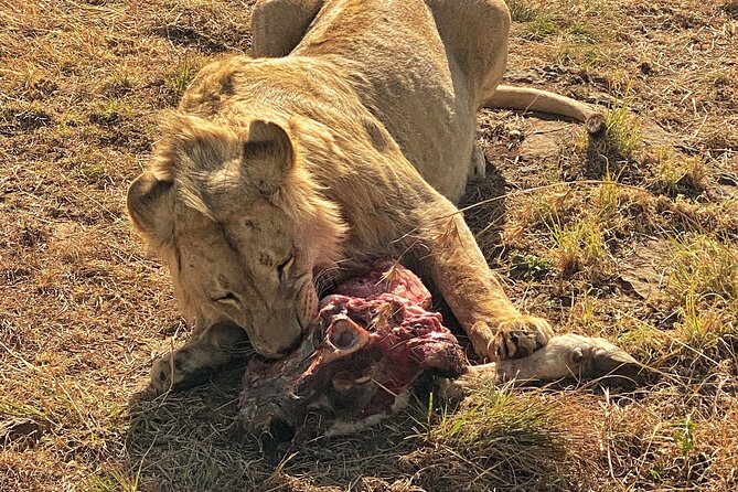 Private 5-Hour Lion Park Tour from Johannesburg or Pretoria - Timing, comfort, and what to bring