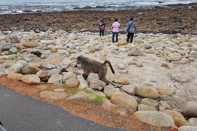 Private Cape of Good Hope and Penguins Full-Day (Sightseeing Guided) - Cape Point gives you a walk or a funicular ride