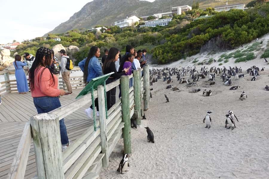 Private Cape of Good Hope and Penguins Full-Day Tour - Why this private Cape Peninsula day works