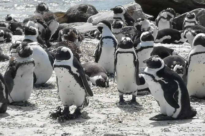 Private Cape of Good Hope Cape Point Penguin Kirstenbosch Tour. - Ostriches, Cape of Good Hope, and Cape Point