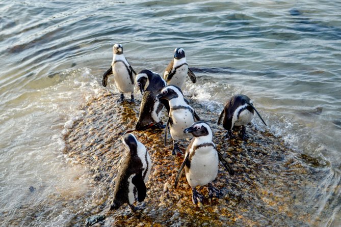 Private Cape of Good Hope Sightseeing and African Penguin Tour - Why this private Cape Peninsula day works