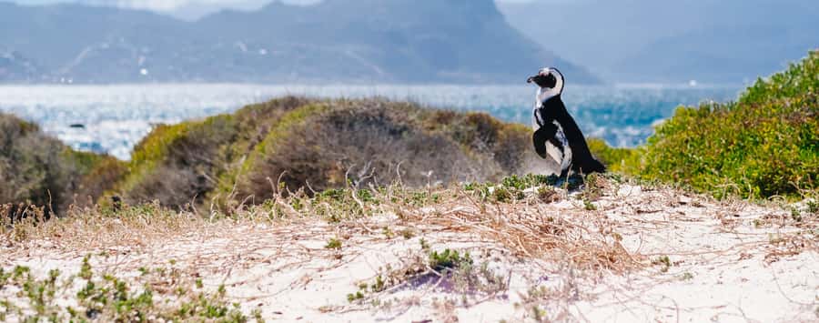 Private Cape Peninsula Half-Day Tour with Penguins - Key points to know