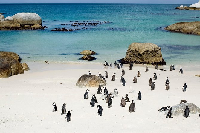Private Cape Peninsula + Kirstenbosch Garden Full Day Guided Tour - Simon’s Town and Boulders Beach penguins