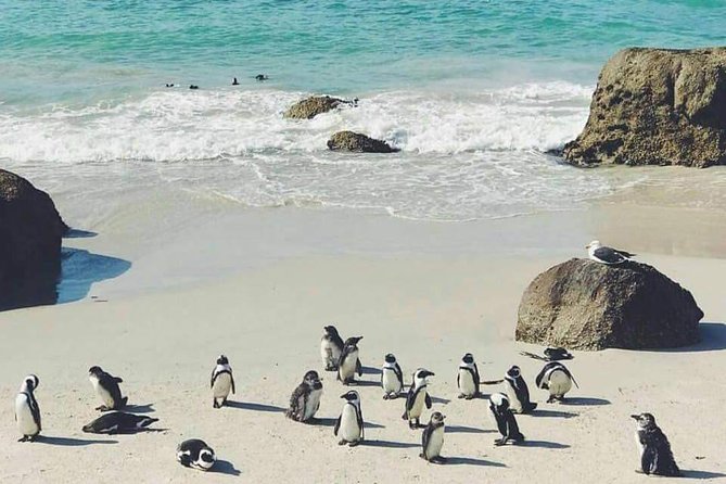Private Cape Peninsula Tour - Chapman’s Peak is the scenic drive to savor