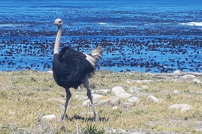 Private Cape Peninsula Tour - Cape Point, Cape of Good Hope sightseeing - Timing, Pickup, and Group Size