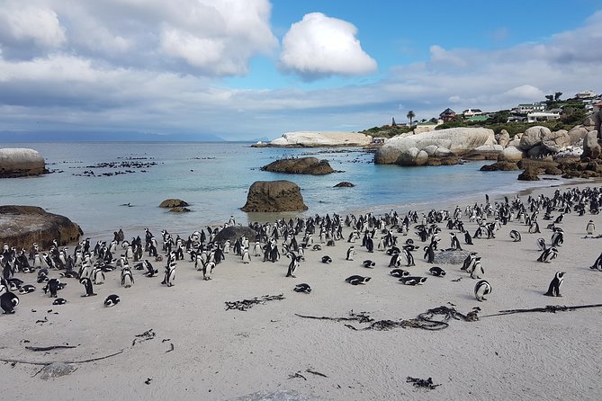 Private Cape Peninsula Tour - Cape Point, Cape of Good Hope sightseeing - Guides Who Add More Than Directions